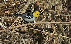 Hermit Warbler